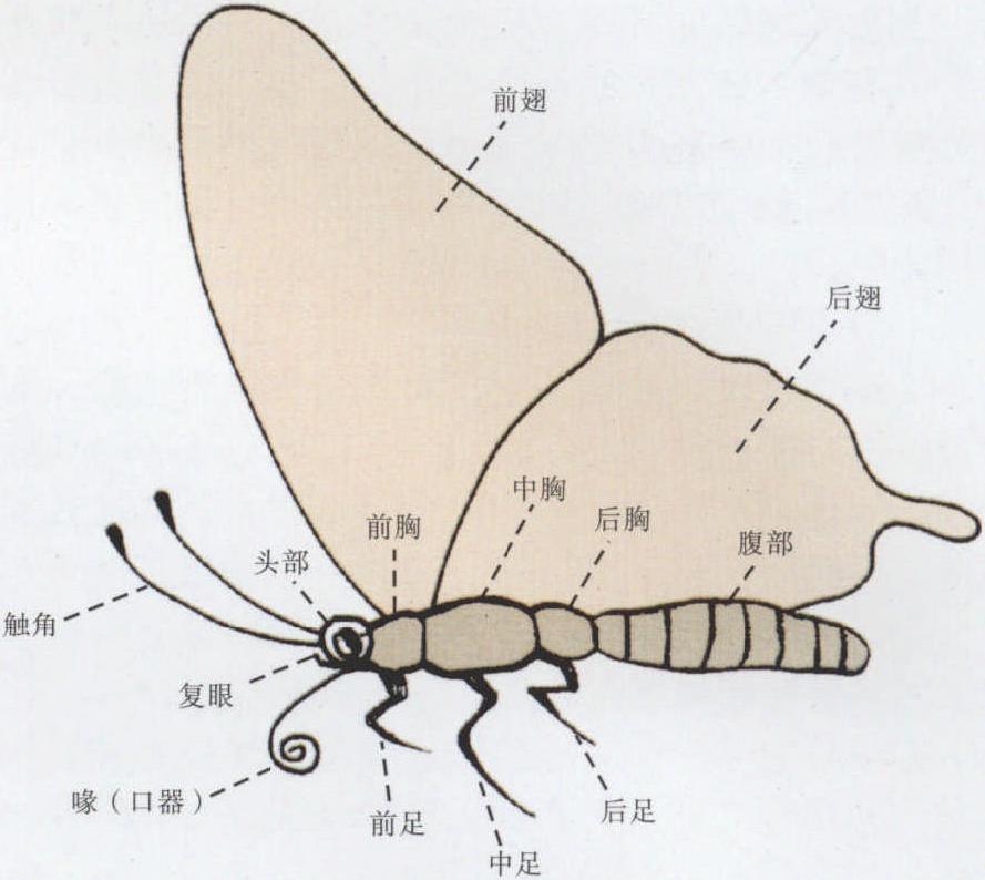 第六节 蝴蝶的分类地位与形态特征<sup>①</sup>